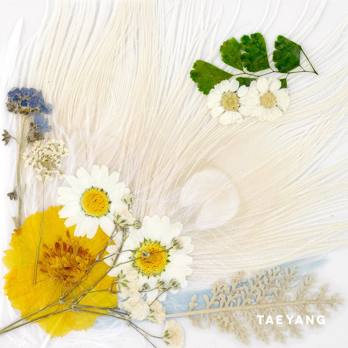 TAEYANG - TAEYANG 3RD ALBUM [WHITE NIGHT] (3 VERSIONS)